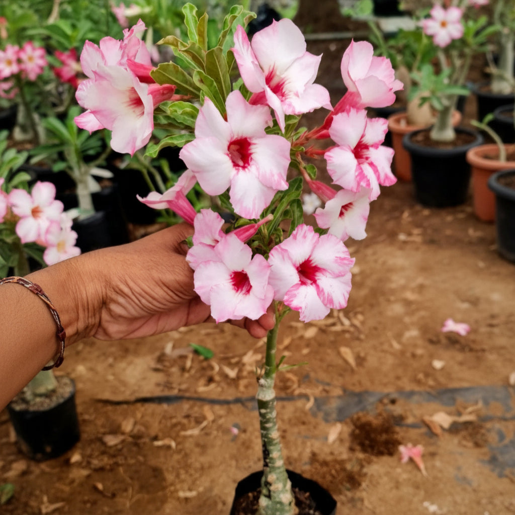 Boehmianum Grafted 'Sakura Mist'