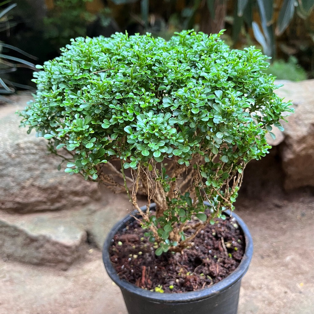 murraya paniculata bonsai tree Bonsai Dwarf Murraya Paniculata Plant