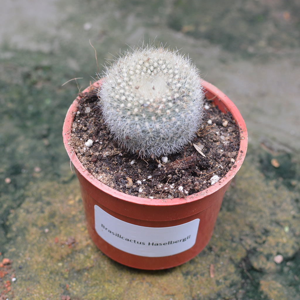 Brasilicactus Haselbergii Crested Scarlet Ball Cactus Plant - myBageecha