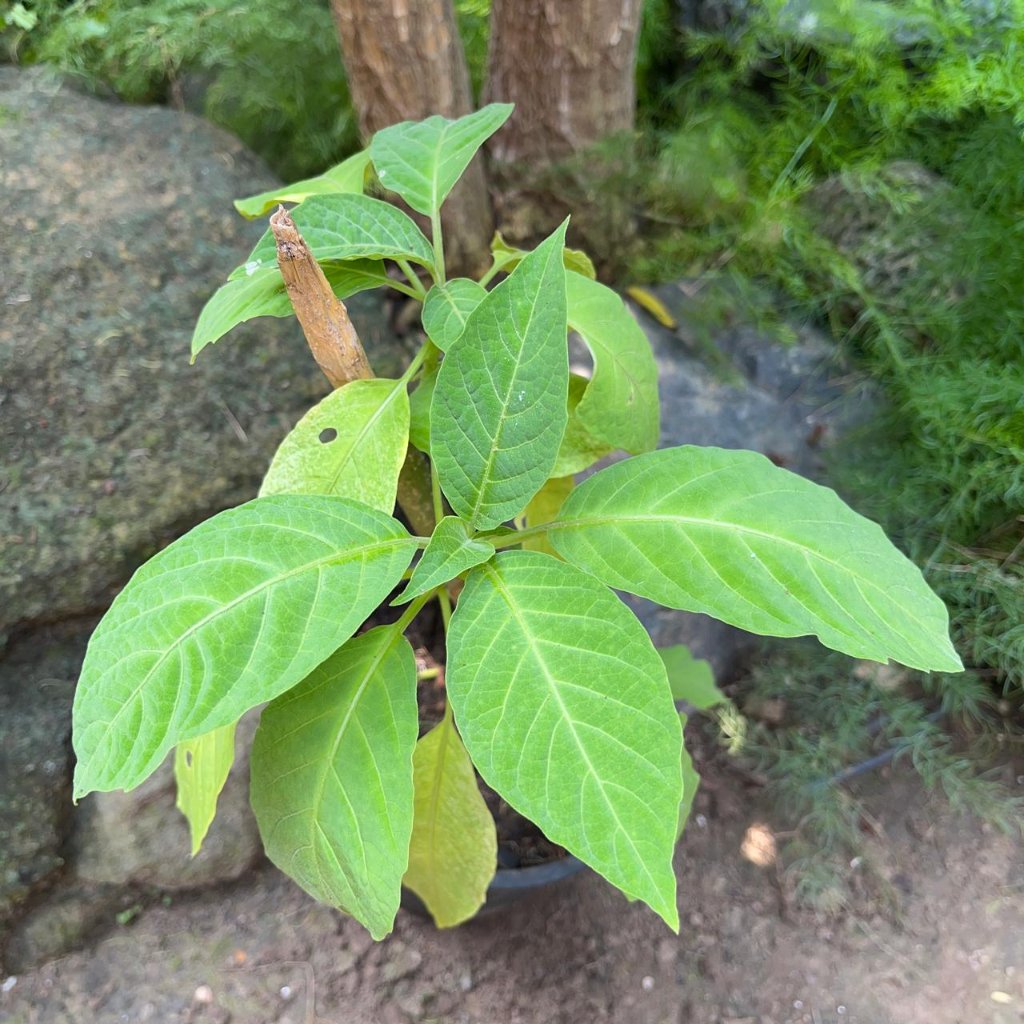 Brugmansia insignis-myBageecha