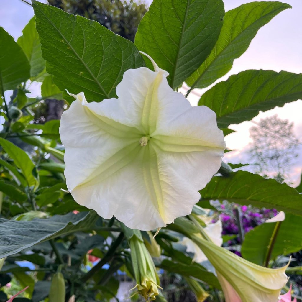 Brugmansia x insignis -myBageecha