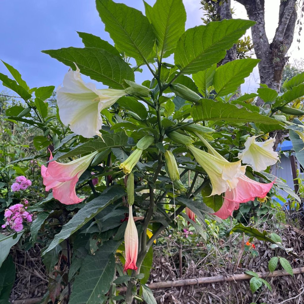 Brugmansia x insignis -myBageecha