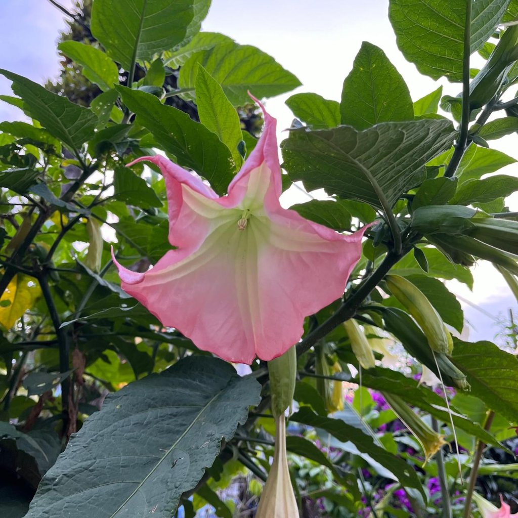 Brugmansia x insignis -myBageecha