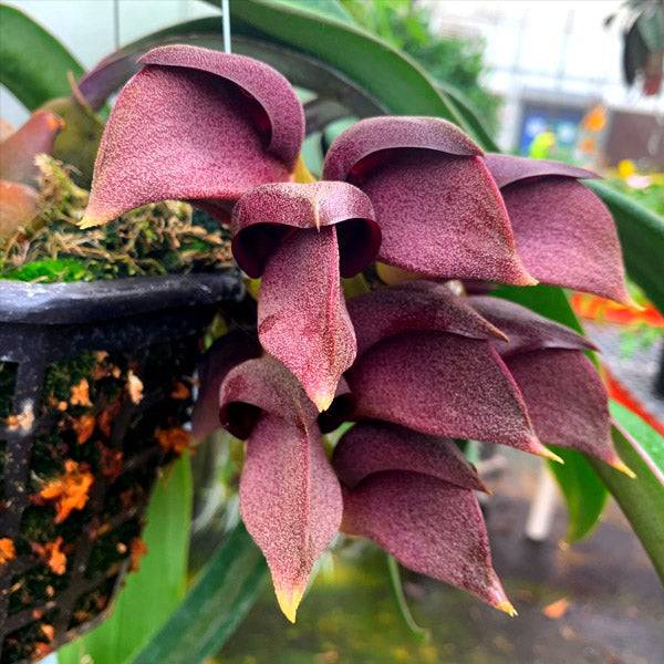 Bulbophyllum Orthosepalum BS Orchid Plant