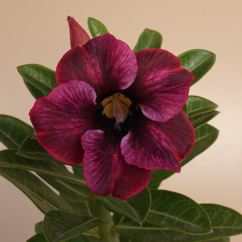 Burgundy Star Adenium Plant-myBageecha