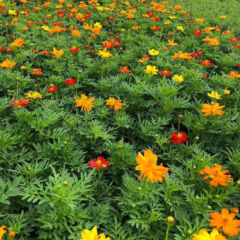 Cosmos Cosmic Mix Flower Seeds – summer & monsoon flowers
