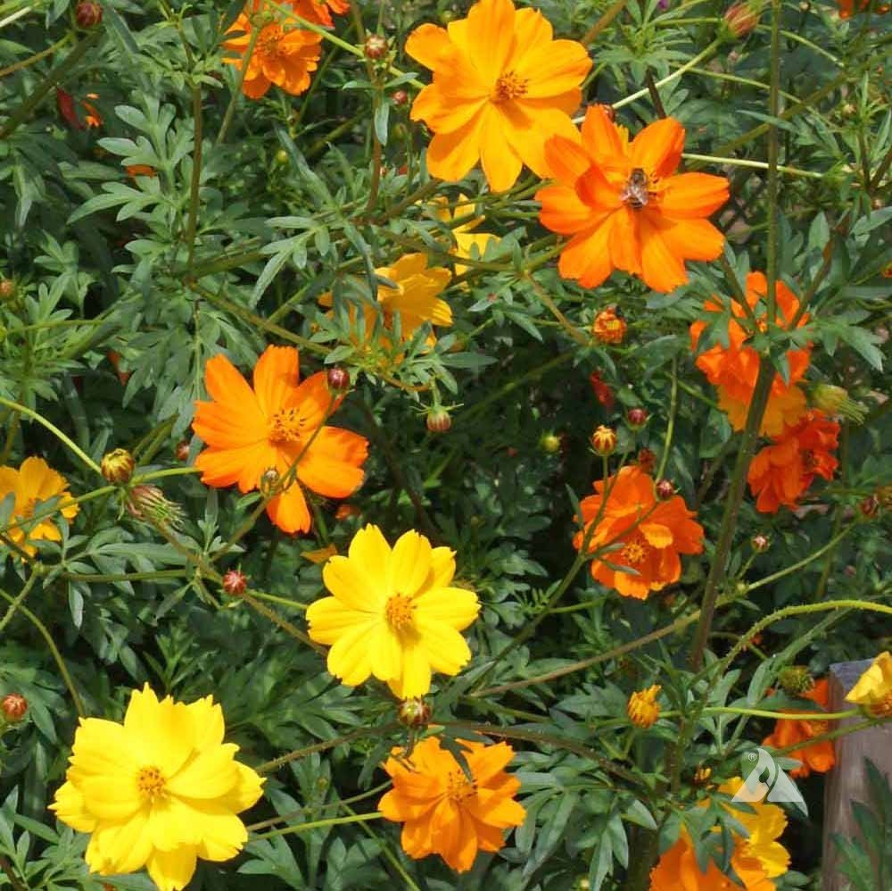 Cosmos Cosmic Mix Flower Seeds – compact blooms – myBageecha
