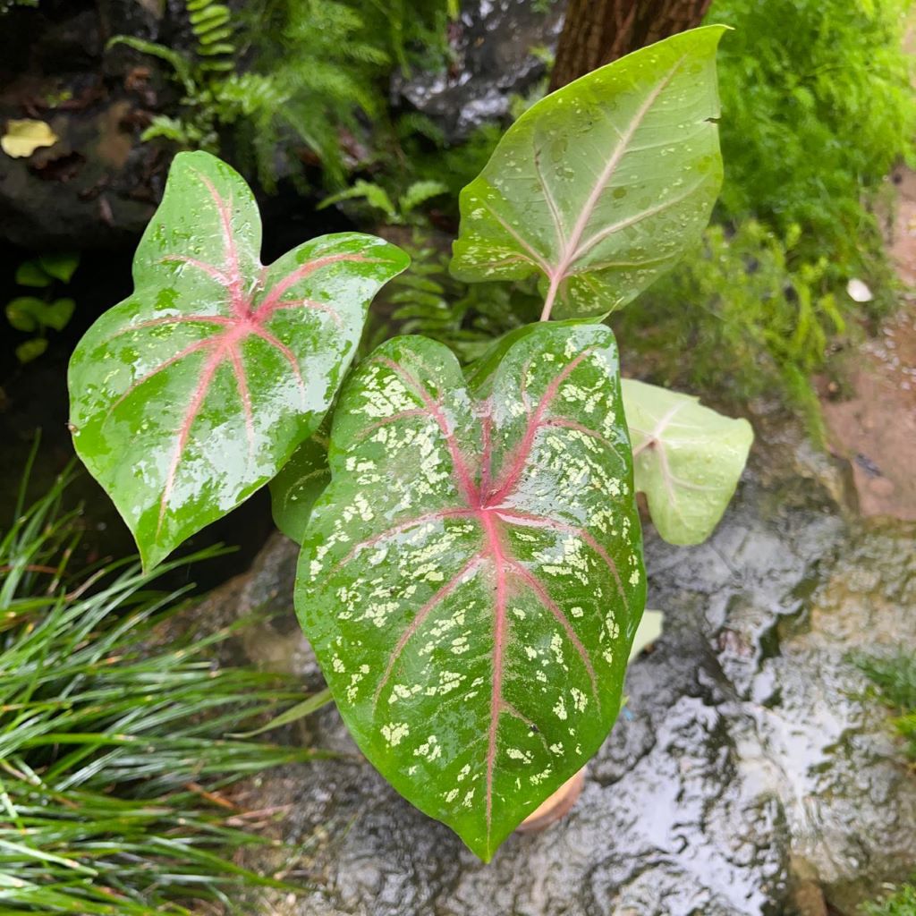 Caladium bicolor (Bulbs)-myBageecha