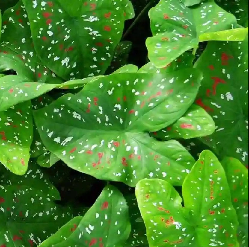 Caladium bicolor 'Florida Clown' Plant-myBageecha