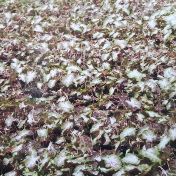 Caladium 'Aaron' (Bulbs)-myBageecha