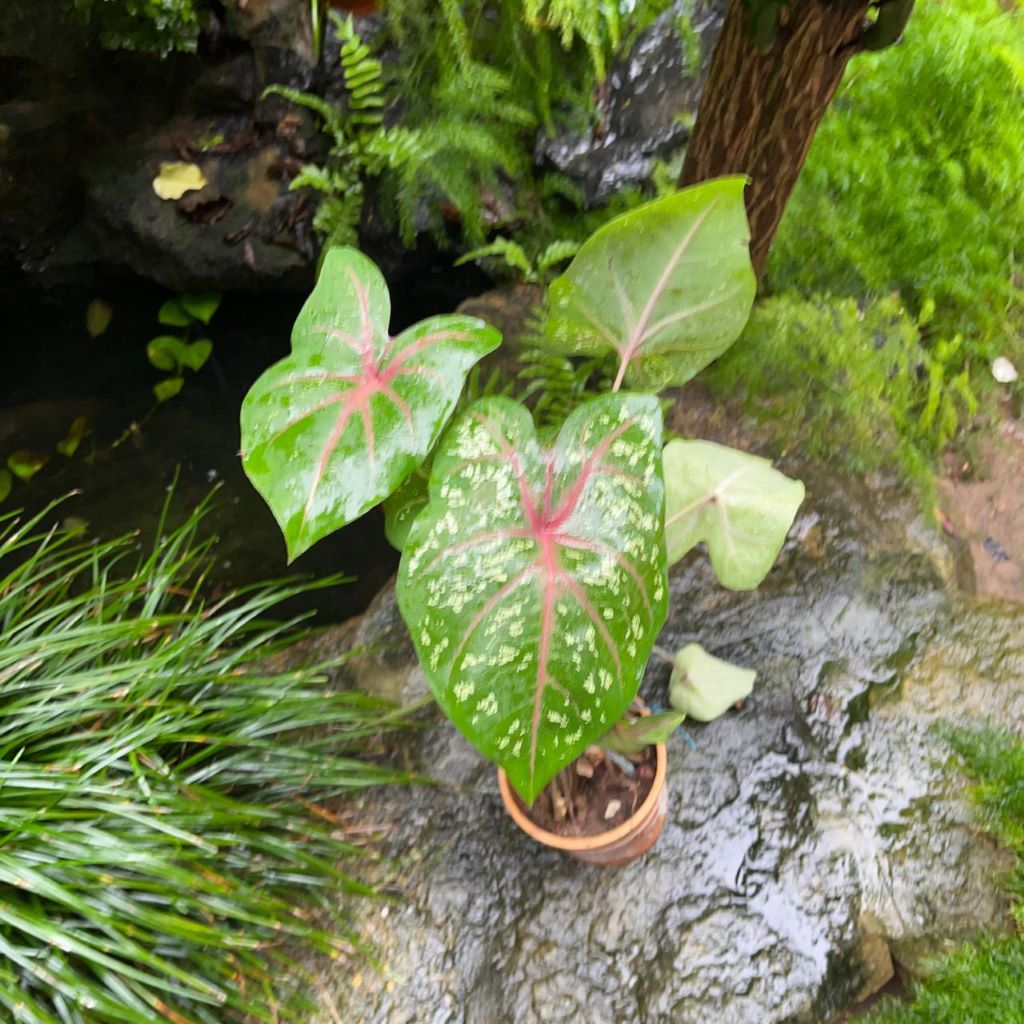 Caladium bicolor (Bulbs)-myBageecha