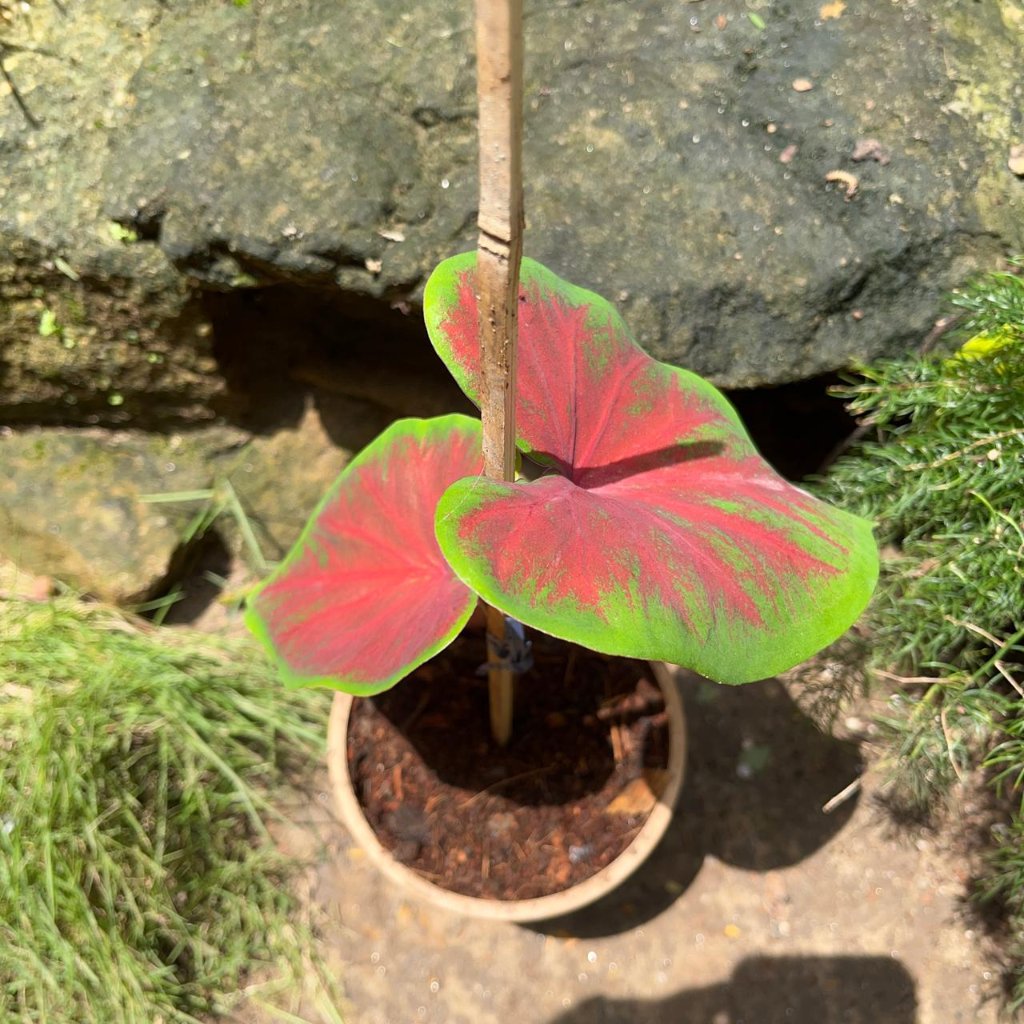 Caladium 'Brandywine' Plant