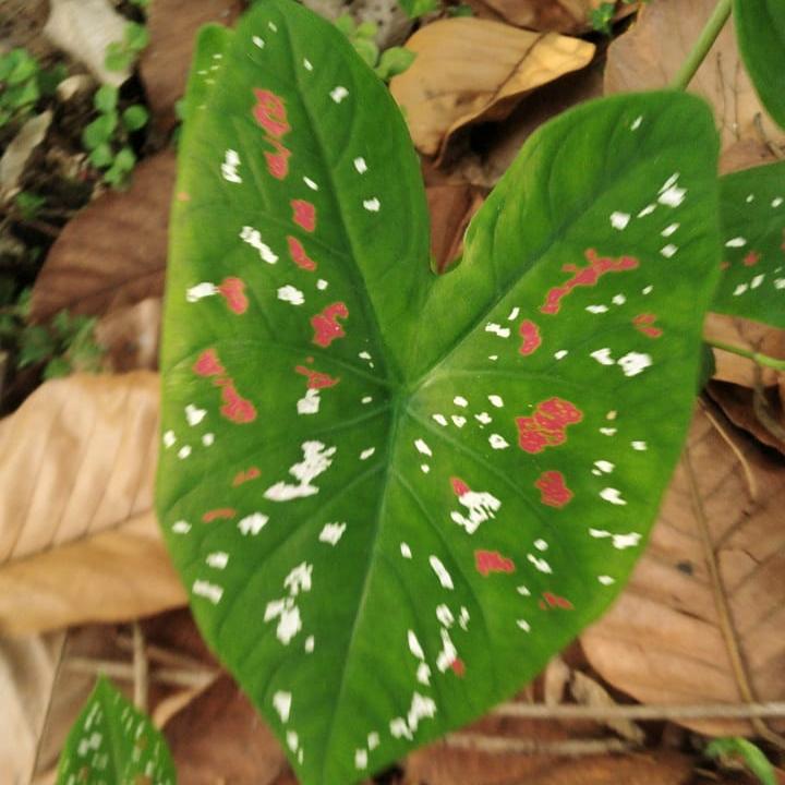 Caladium bicolor 'Florida Clown' Plant-myBageecha