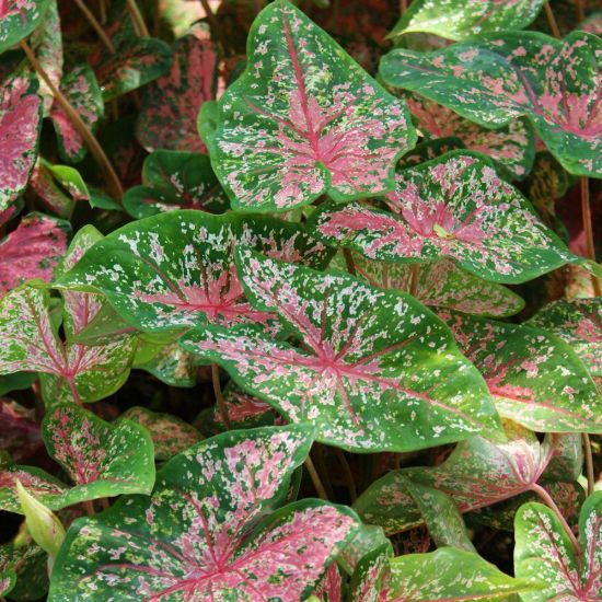 Caladium 'Pink Beauty' Plant-myBageecha