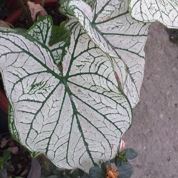 Caladium White Christmas -myBageecha