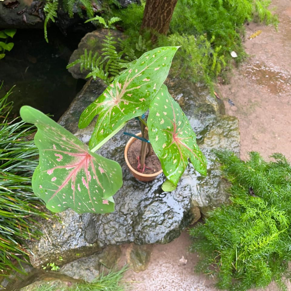 Caladium 'Pink Beauty' Plant-myBageecha