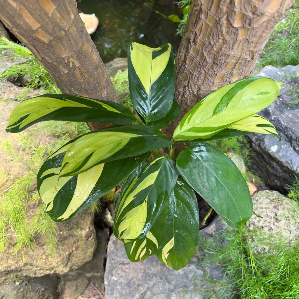 Calathea Gold Mosaic-myBageecha