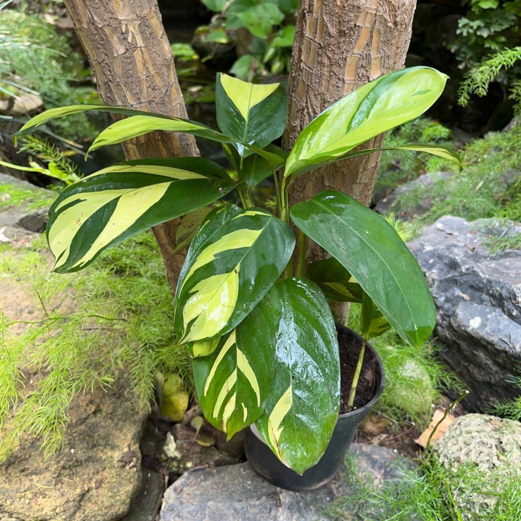 Calathea Gold Mosaic-myBageecha