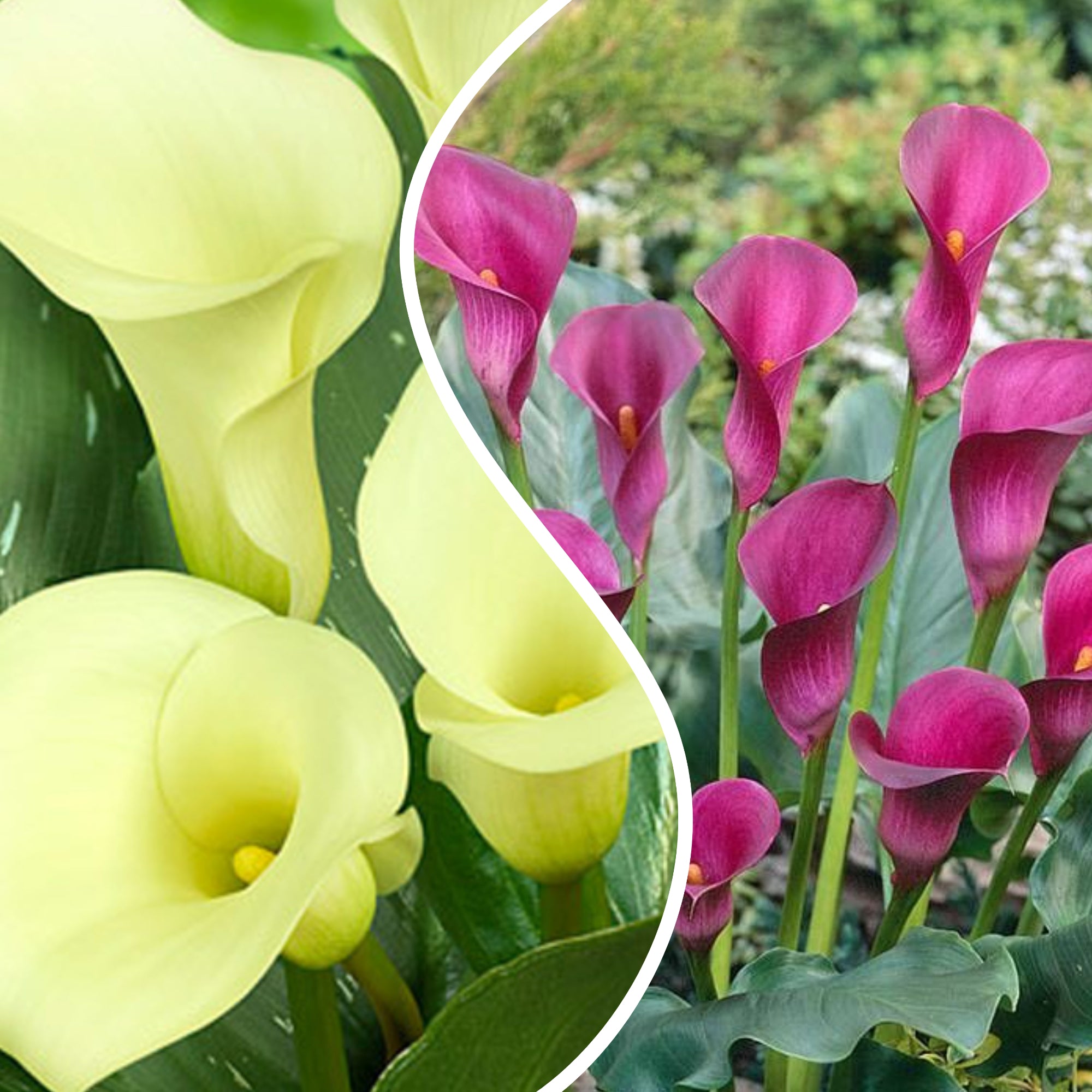 Calla Lily Combo (Bulbs)