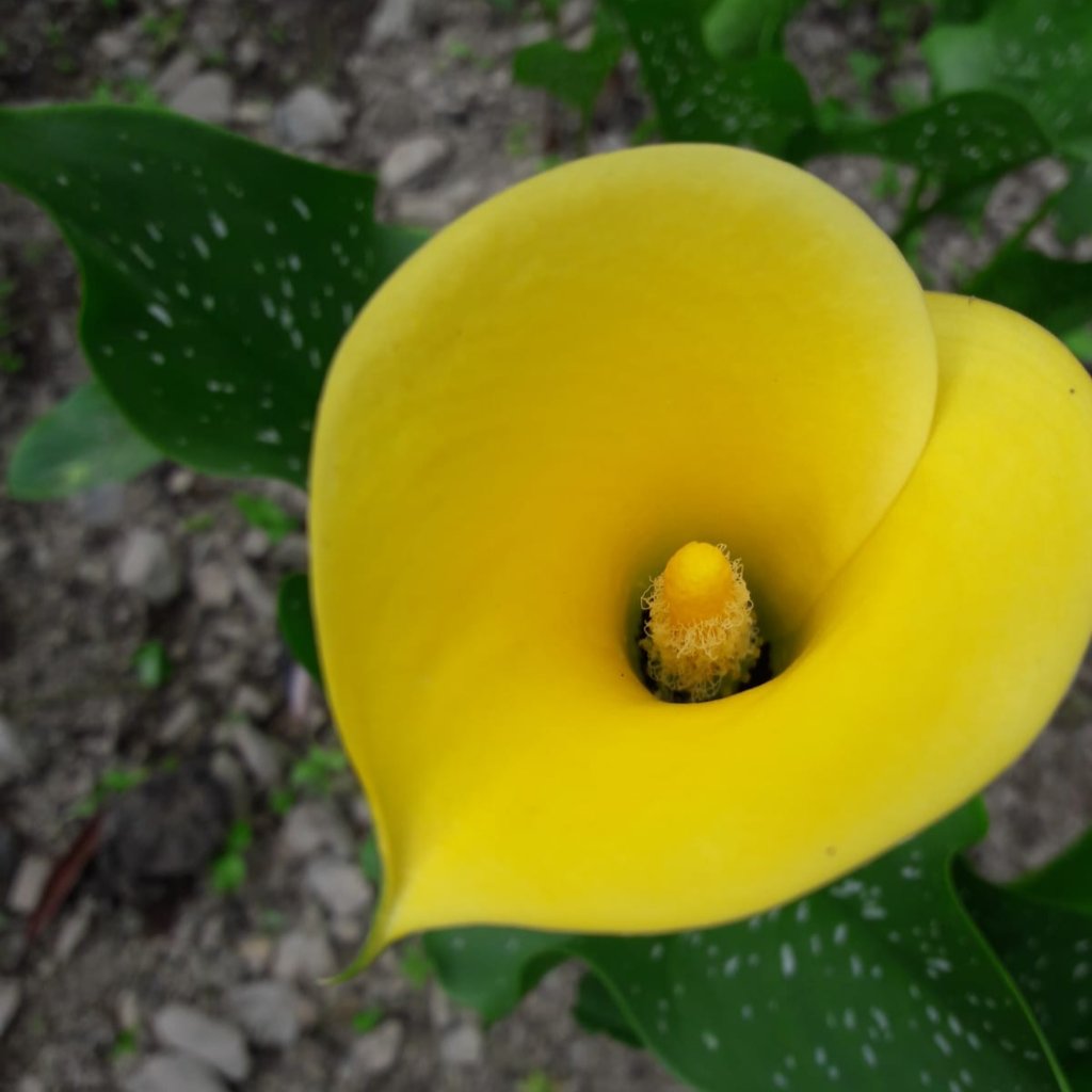 Calla Lily 'Elliottiana' (Bulbs)-myBageecha