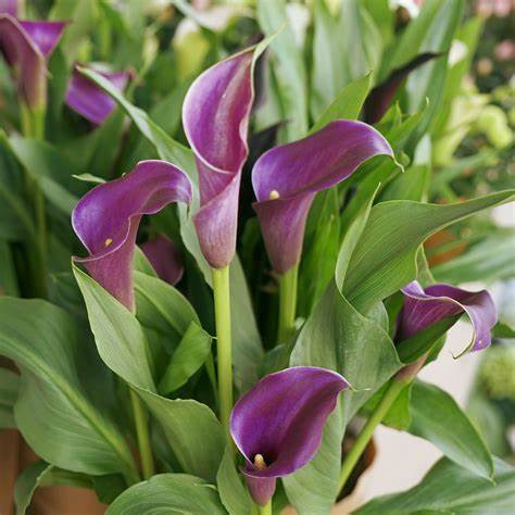 Calla Lily 'Nashville' (Bulbs)-myBageecha