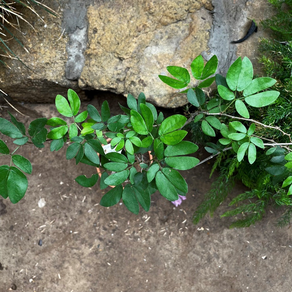 Calliandra Tergemina var. Emarginata-myBageecha