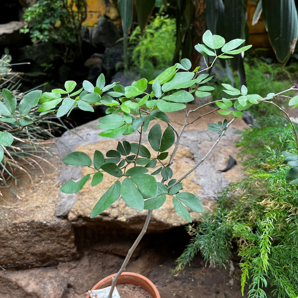 Calliandra Tergemina var. Emarginata-myBageecha