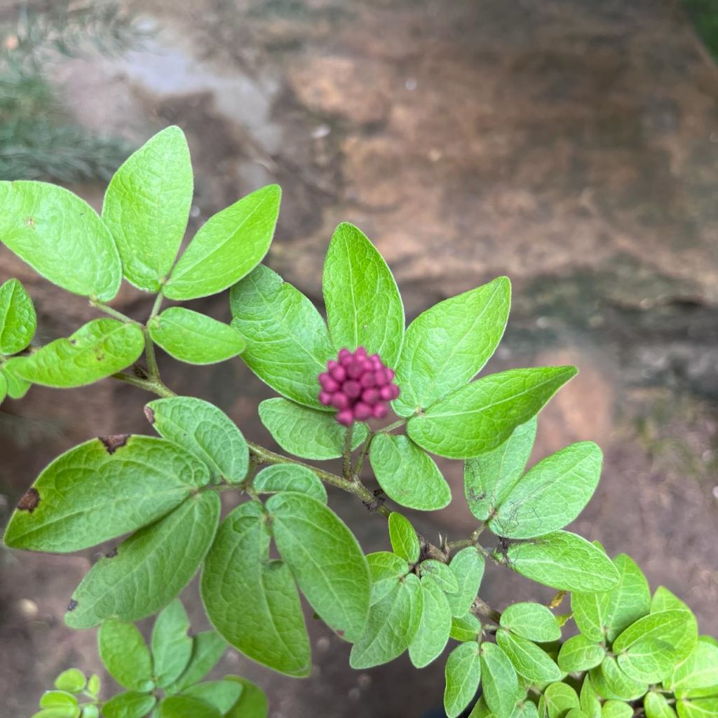 A close-up of a Calliandra Tergemina var. Emarginata Plant branch with a small cluster of pink-purple berries in the center, photographed outdoors against a blurred brown and gray natural background.