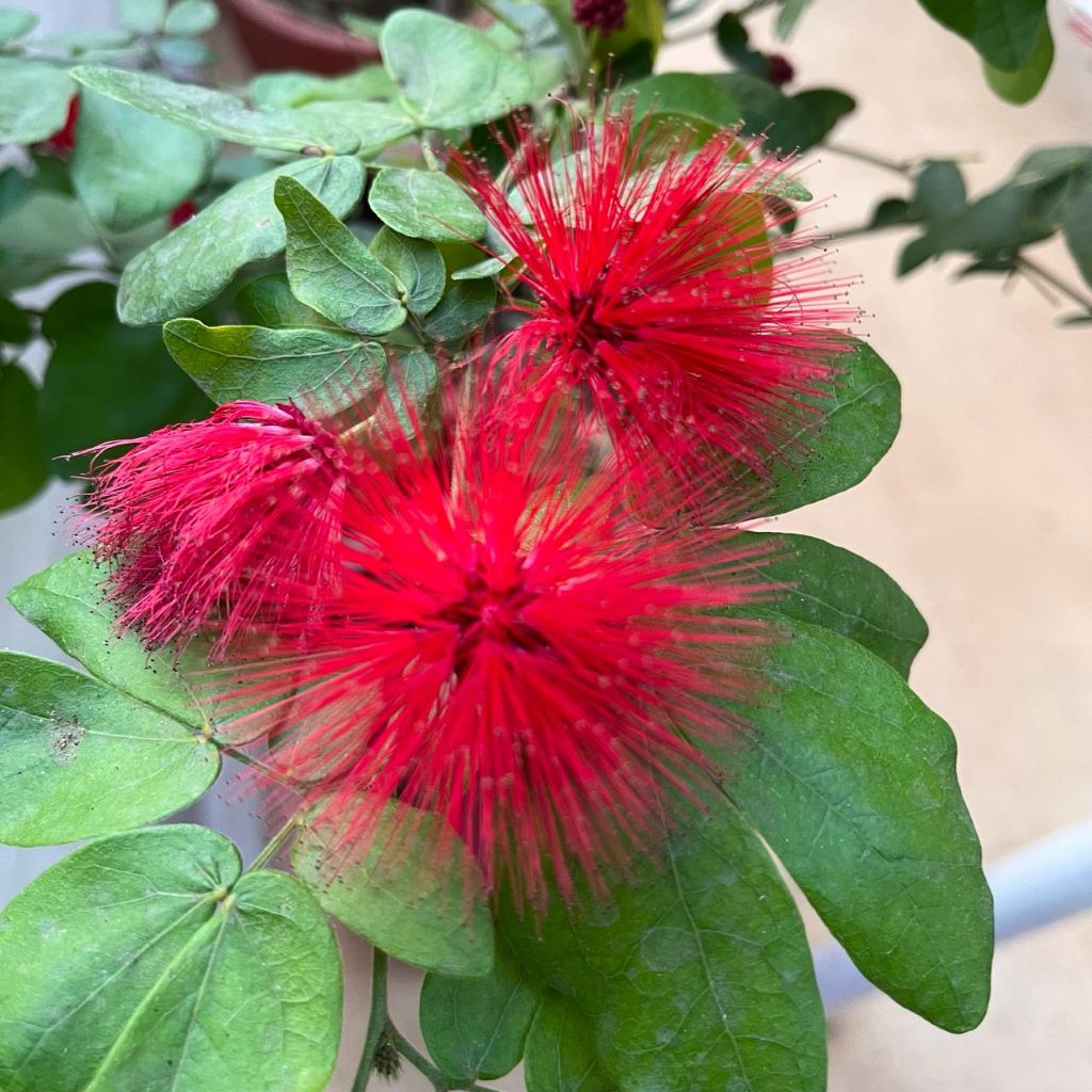 Close-up of Calliandra Tergemina var. Emarginata Plant with bright red fluffy flower spikes and green leaves.