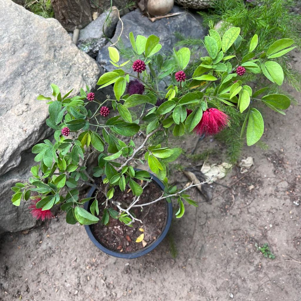 A potted Calliandra Tergemina var. Emarginata Plant with green leaves and bright pinkish-red fluffy blossoms, shown outdoors in a black nursery pot on dirt beside rocks and greenery.