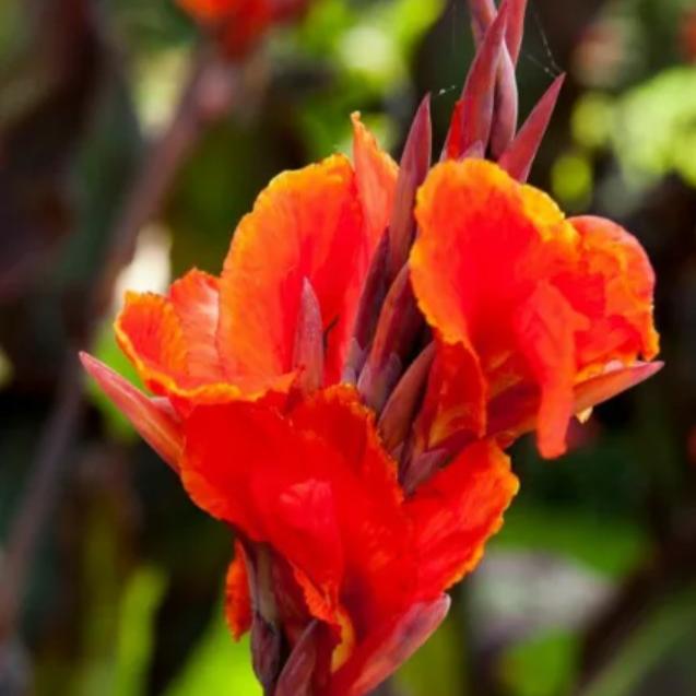 Canna Red King Humbert-myBageecha