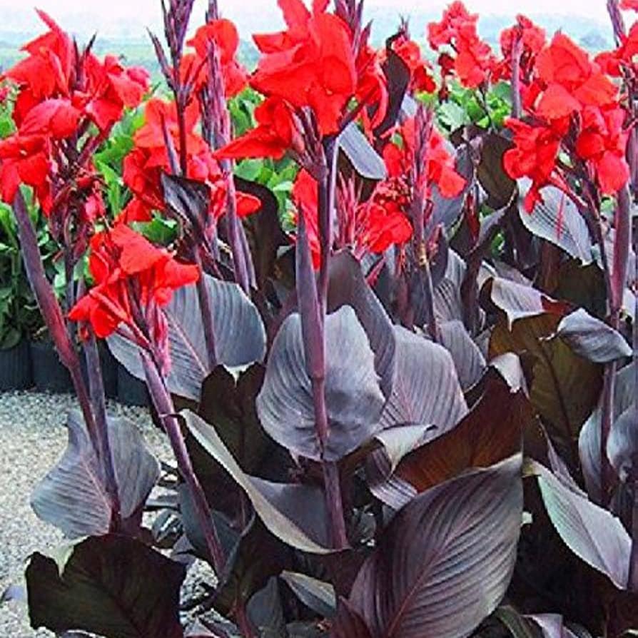 Canna Red King Humbert-myBageecha