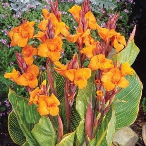 bengal tiger canna lily care Canna Bengal Tiger Rhizomes – Striped Foliage & Orange Blooms