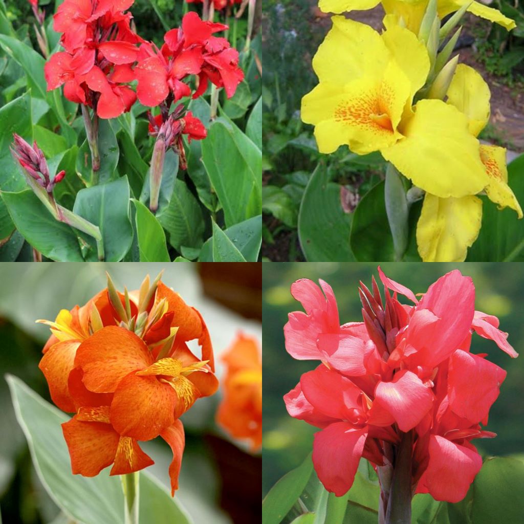 Canna Lily Combo Mix (Bulbs)-myBageecha