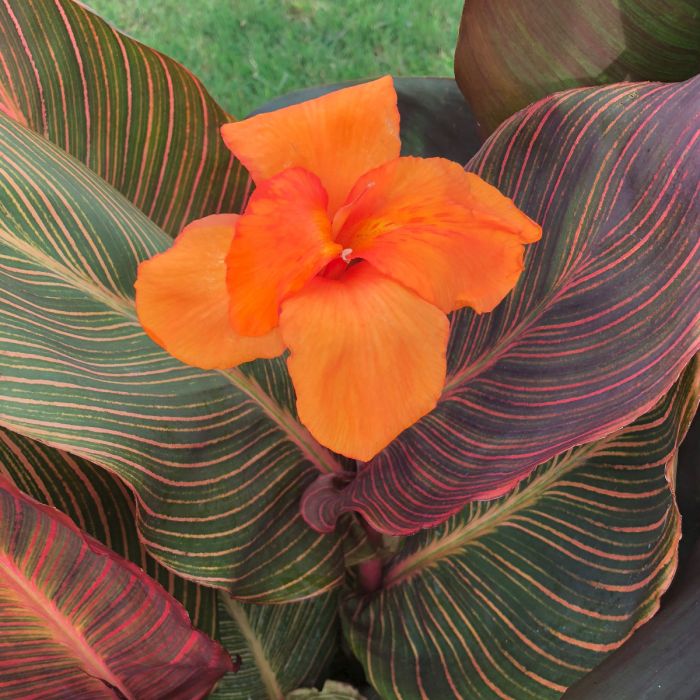 Canna Durban (Rhizomes)-myBageecha