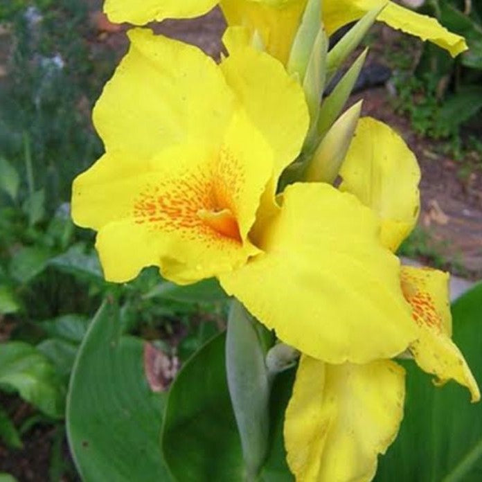 Canna Lily Coccinea Red & Carol's Yellow Mix (Bulbs)