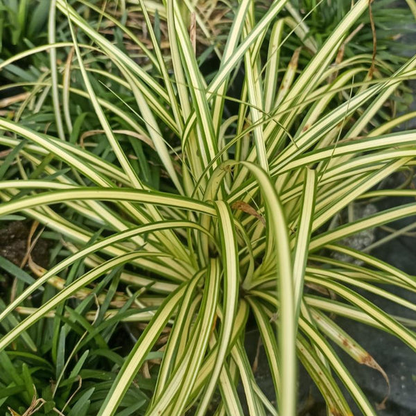 Carex Variegata Plant – Outdoor Border Decorative Foliage