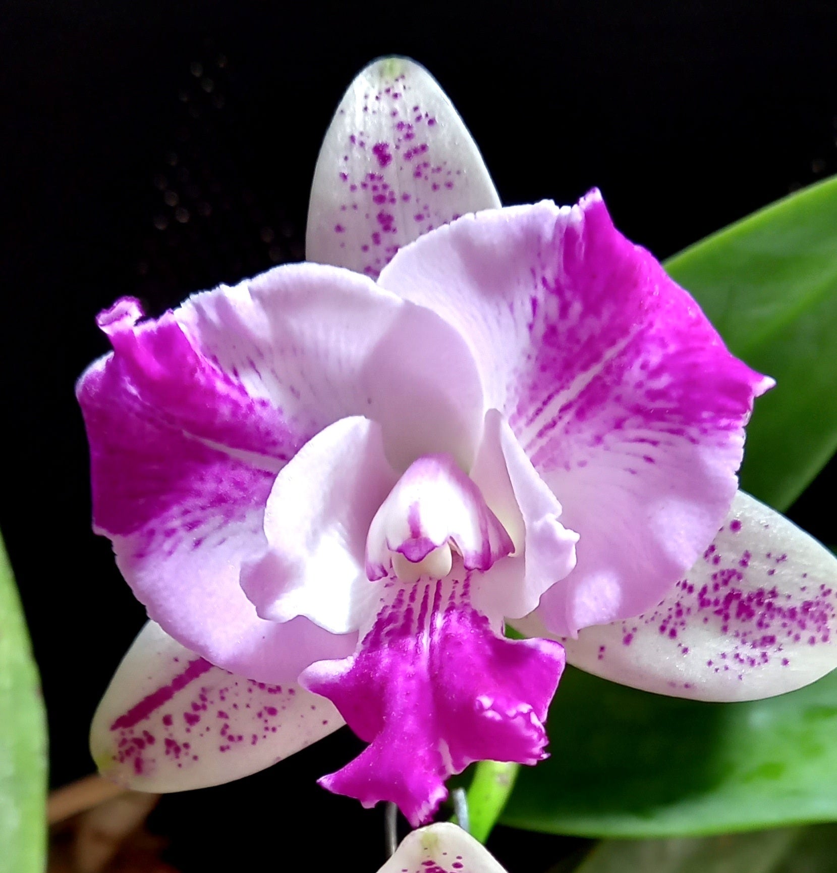 Cattleya Monte Elegante BS Orchid Plant
