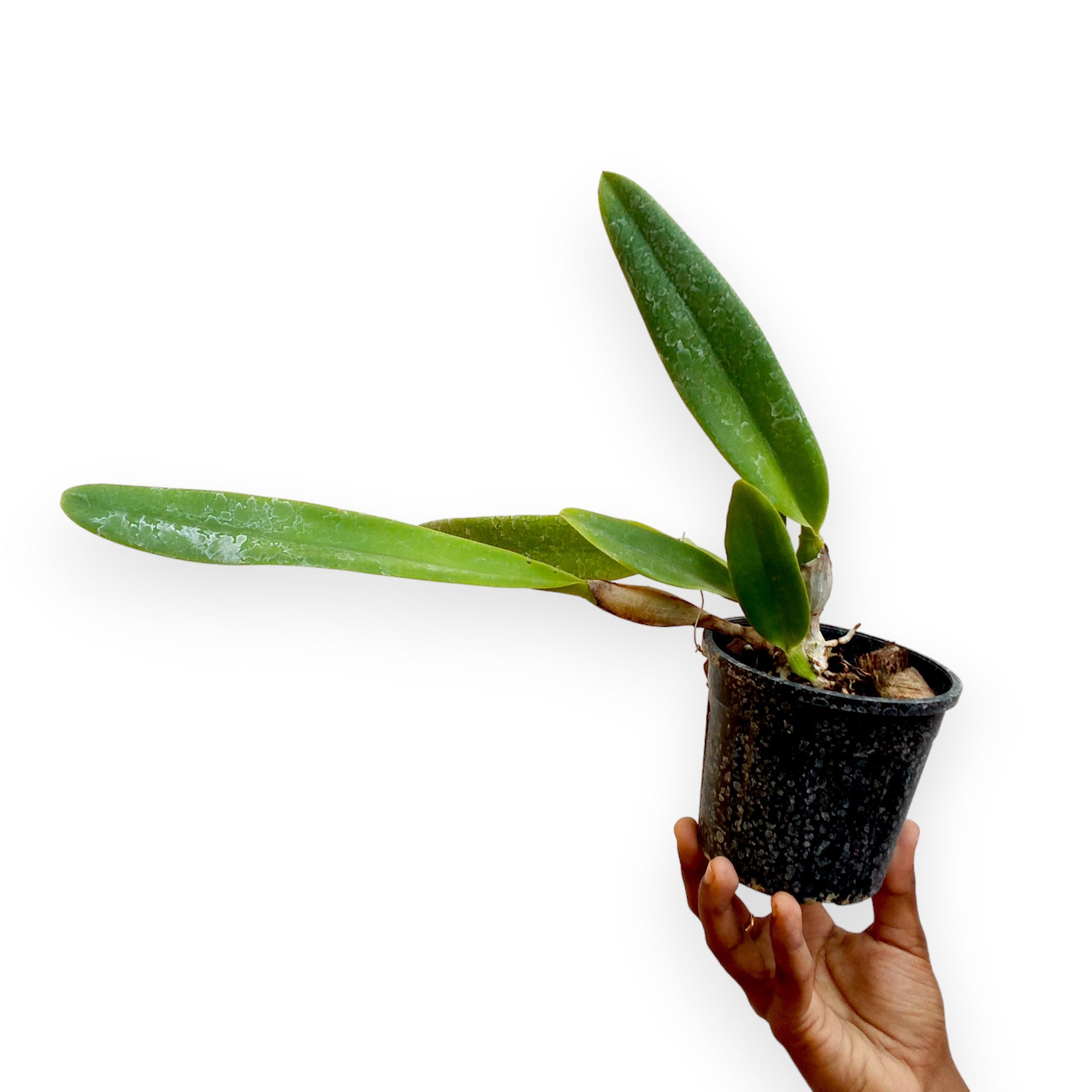 Cattleya Remo Prado “Crown” BS Orchid Plant