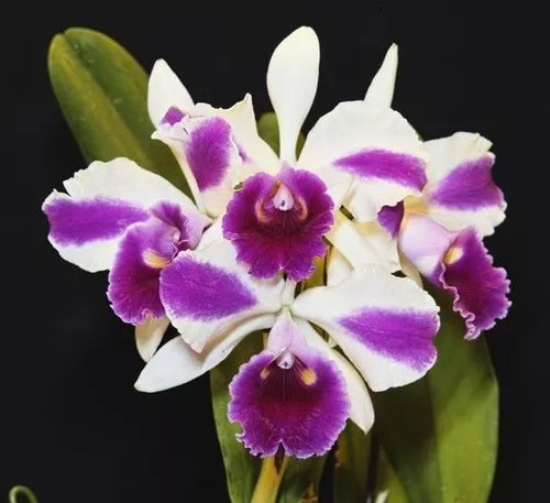 Cattleya Remo Prado “Crown” BS Orchid Plant