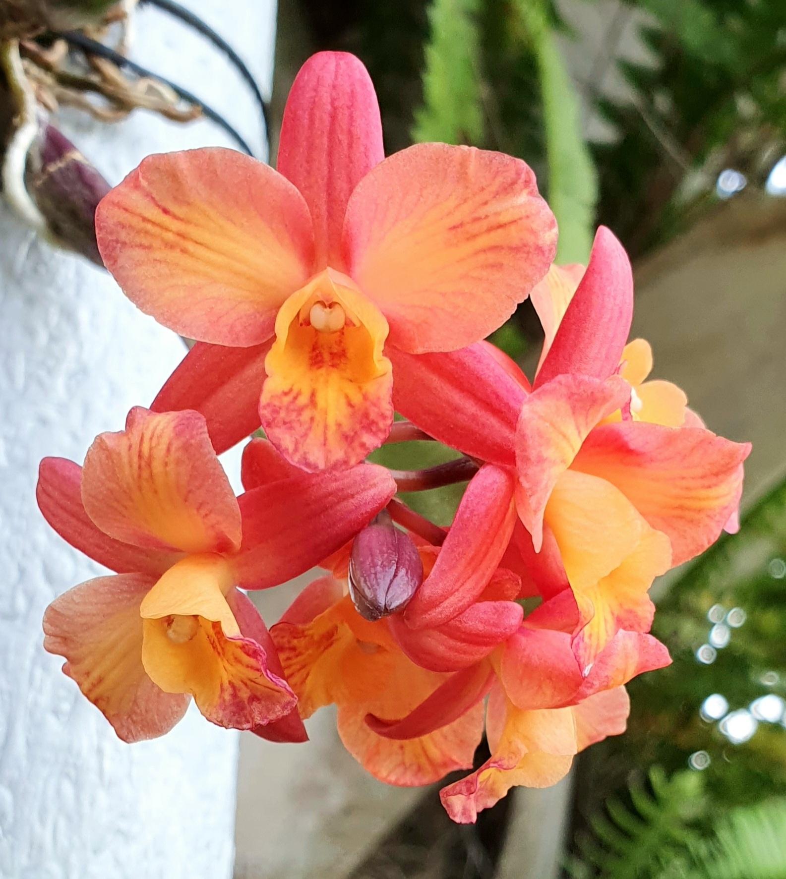 Cattleya Tangerine Fire 'Mini Sun' BS Orchid Plant
