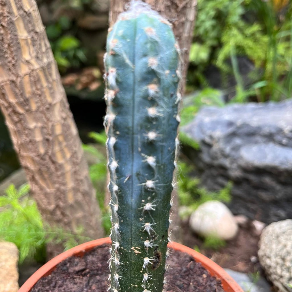 Cereus Peruvianus Cactus Plant - myBageecha