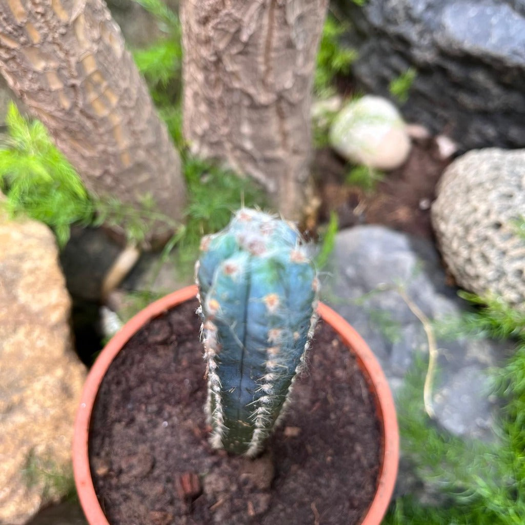 Cereus Peruvianus Cactus Plant - myBageecha