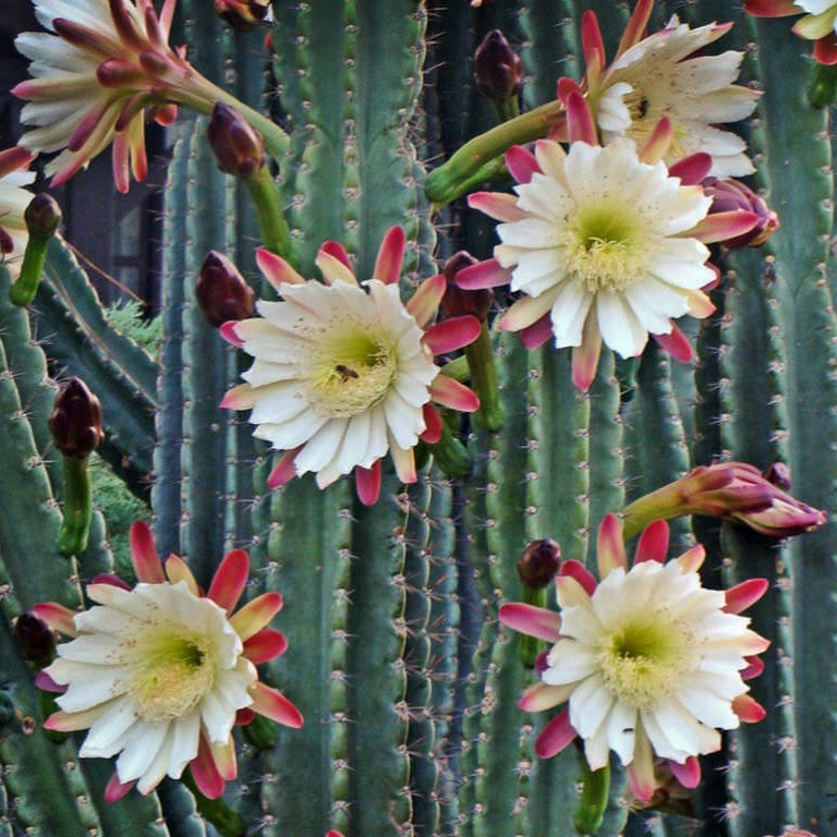 Cereus Peruvianus Cactus Plant - myBageecha