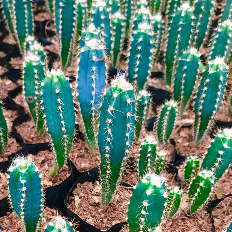 Cereus Peruvianus Cactus Plant
