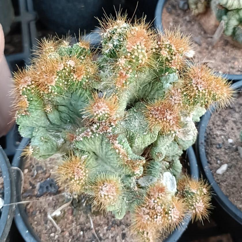 Cereus Peruvianus Monstrosus-myBageecha