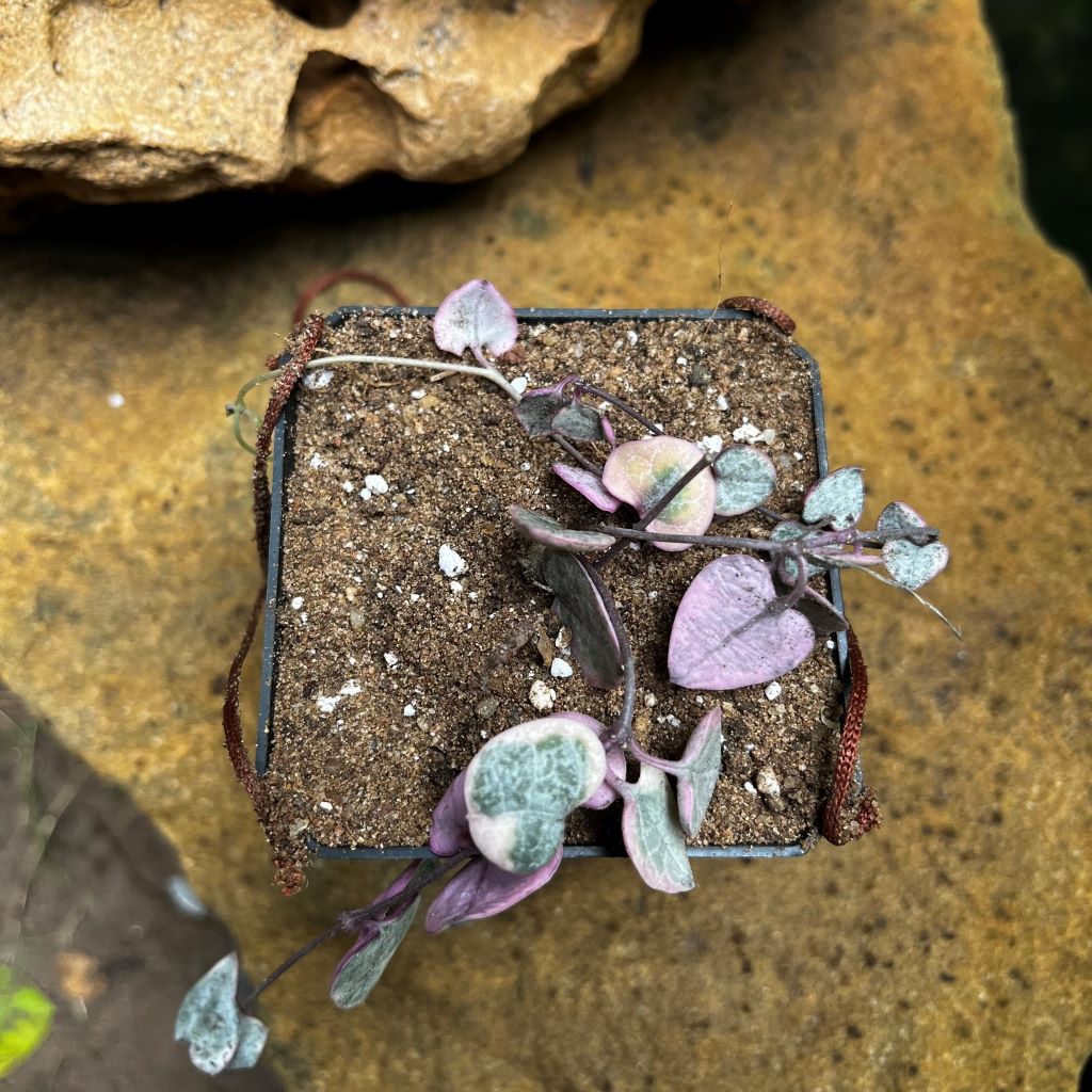 Ceropegia Woodii Variegated String of hearts Succulent Plant - myBageecha