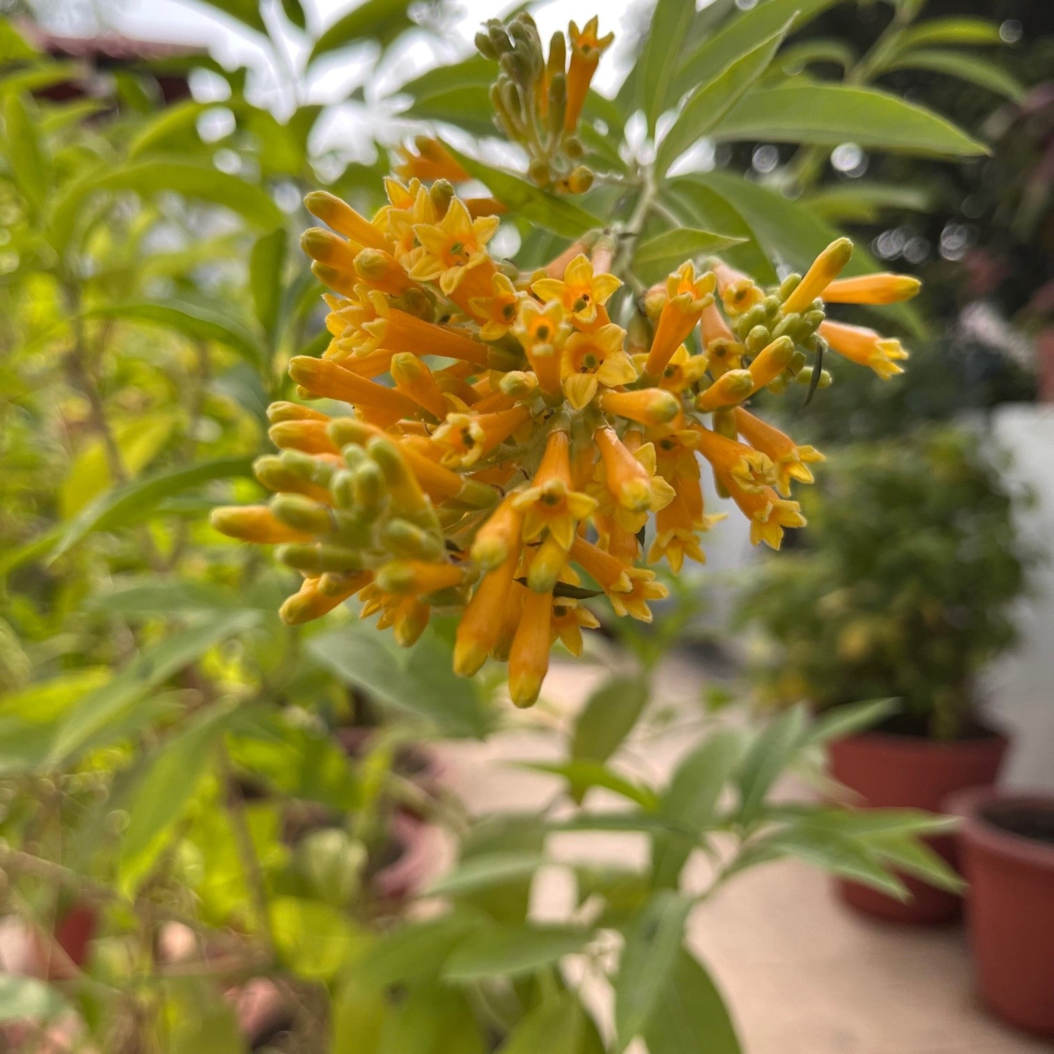 Orange Jessamine Plant - myBageecha