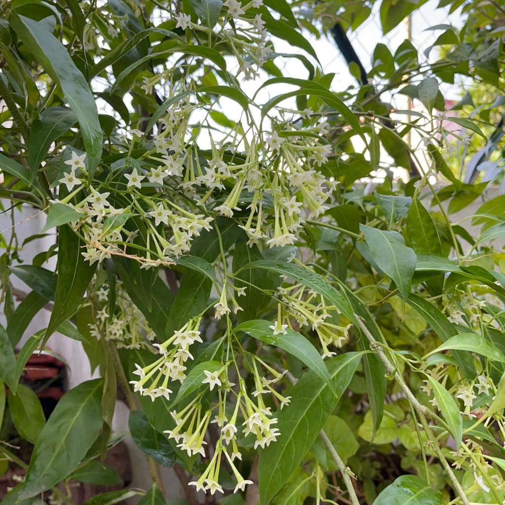 Raat ki Raani-Night Blooming Jasmine Plant