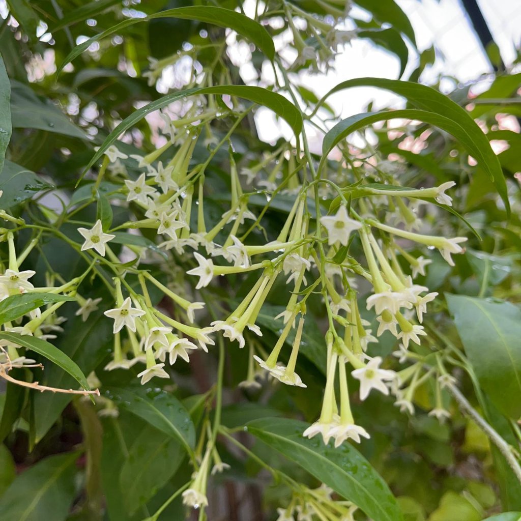 Raat ki Raani-Night Blooming Jasmine Plant-myBageecha